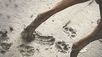 Animal Attack Claims - Synnott Lawline Solicitors